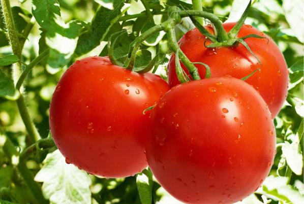 کیفیت گوجه گلخانه ای صادراتی ارزان
