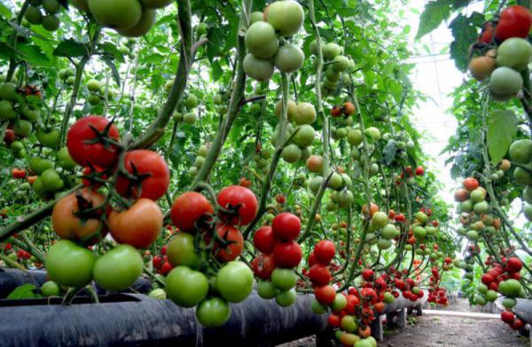 خرید گوجه گلخانه ای صادراتی عمده