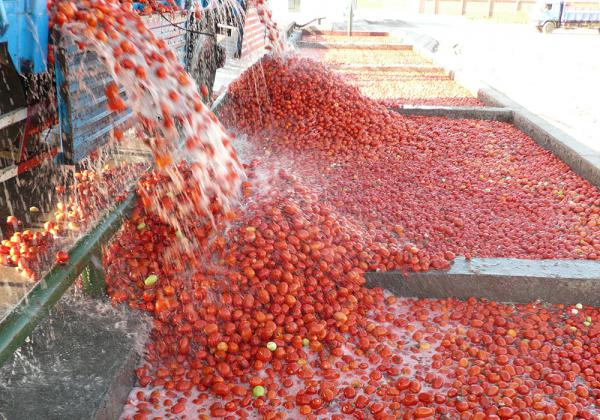چگونگی تولید رب گوجه فرنگی ارگانیک