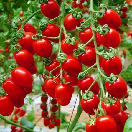 خصوصیات گوجه گلخانه ای صادراتی اصفهان