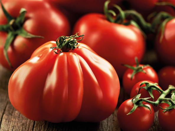 ویژگی گوجه گلخانه ای صادراتی عمده