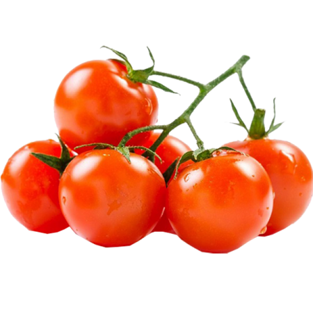صادرکنندگان گوجه گیلاسی مینیاتوری