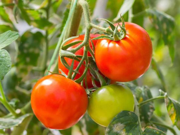 گوجه برای ارتقای سیستم ایمنی