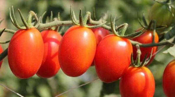 درمان افسردگی با استفاده از گوجه