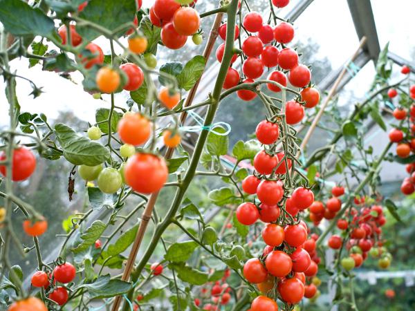 بررسی قیمت خرید گوجه گیلاسی صادراتی