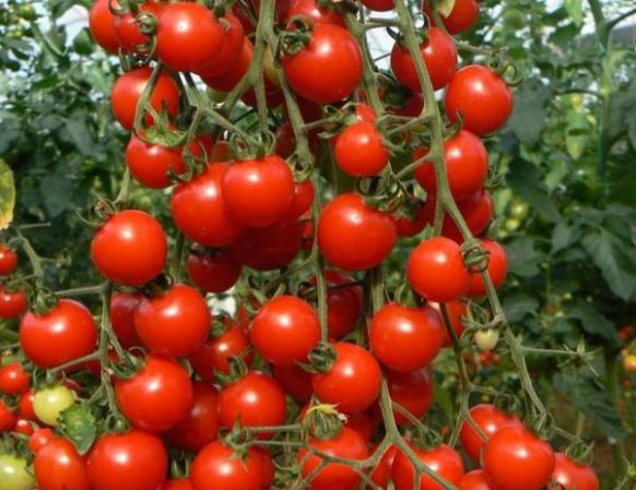 گوجه برای کمک به حفظ استخوان های محکم