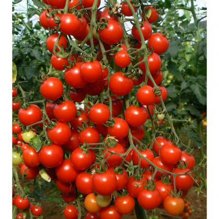 فواید آنتی اکسیدانی گوجه فرنگی