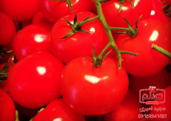 ویژگی گوجه گلخانه ای صادراتی اصفهان