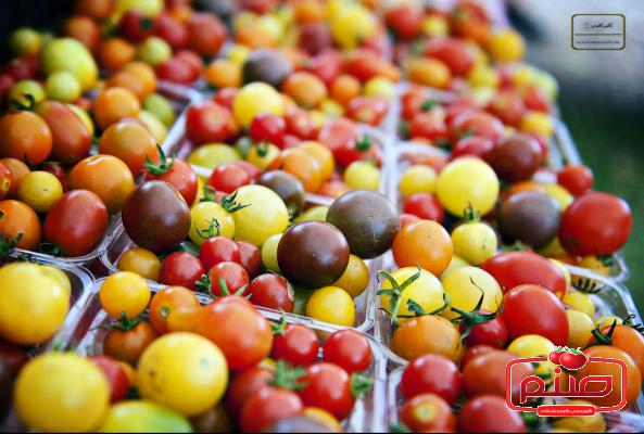 توزیع انواع گوجه چری اصفهان
