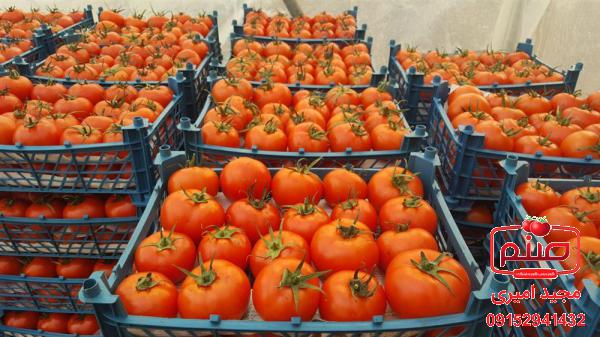 خرید گوجه گلخانه ای صادراتی همدان