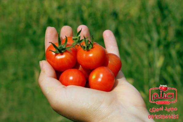 بررسی دقیق تر قیمت گوجه زیتونی صادراتی