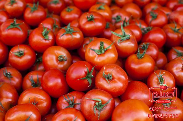 تولید گوجه گلخانه ای صادراتی باکیفیت