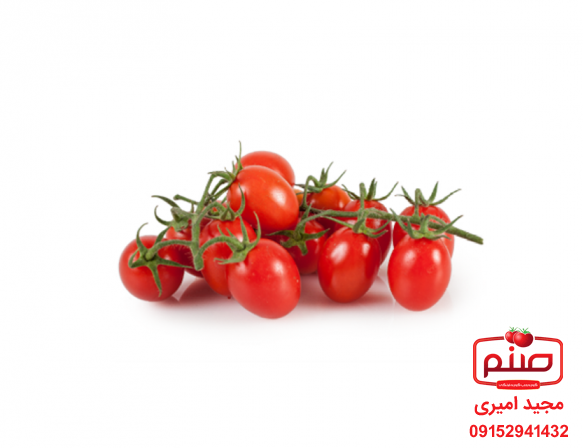 صادرکنندگان گوجه زیتونی اصفهان