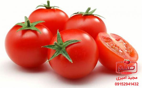 کیفیت گوجه گلخانه ای صادراتی