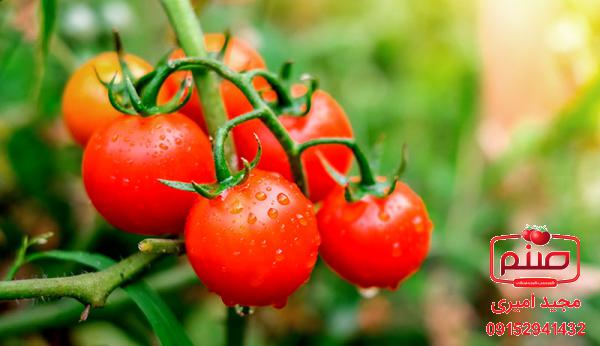 بررسی بازار داخلی گوجه گیلاسی گلخانه ای