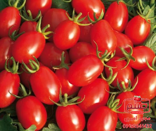 کاربردهای گوجه چری در صنایع غذایی