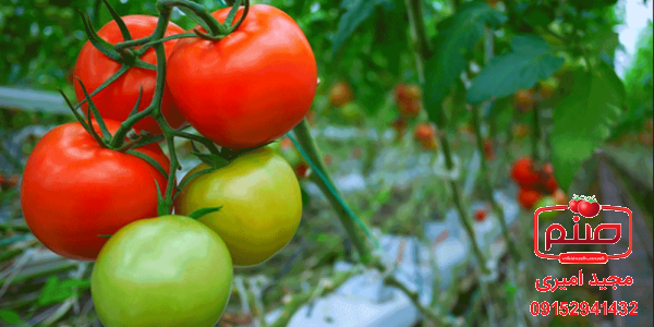 چگونگی تهیه انواع گوجه گلخانه ای صادراتی