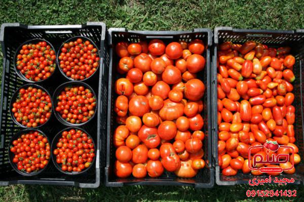 توزیع کنندگان گوجه گیلاسی مینیاتوری